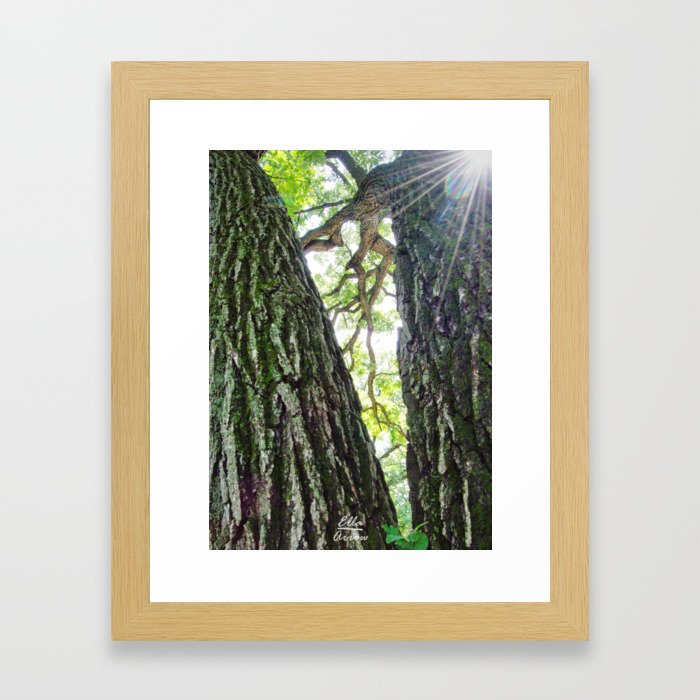 The Forest through the Trees Framed Art Print