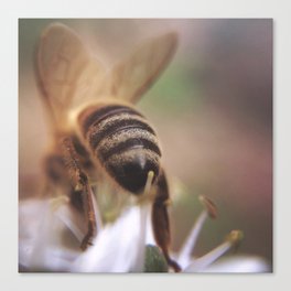 Bee-hind Canvas Print