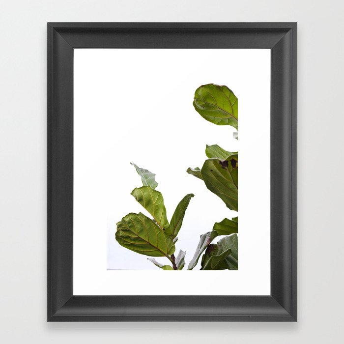 Fiddle Leaf Fig  |  The Houseplant Collection Framed Art Print