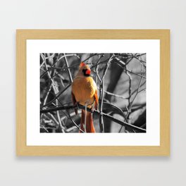 Red Female Cardinal on Black and White Trees Modern Farmhouse Picture USA A841 Framed Art Print