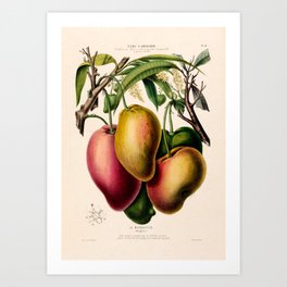 Mango from "Flore d’Amérique" by Étienne Denisse, 1840s Art Print