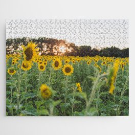 Sunflower Fields in July Jigsaw Puzzle