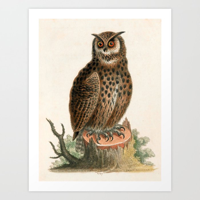 Great horned owl by George Edwards, 1758 (benefiting The Nature Conservancy) Art Print