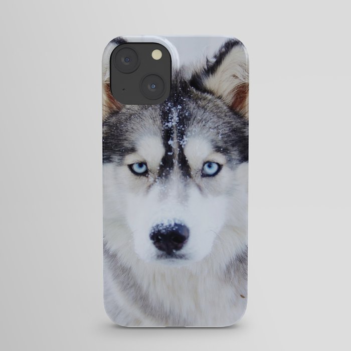 Wolf / Siberian Husky from Northern Canada iPhone Case