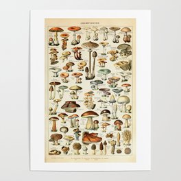Vintage Mushroom & Fungi Chart by Adolphe Millot Poster