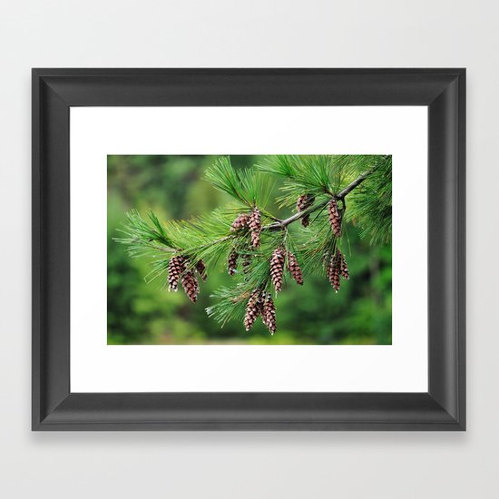 Pine cones Framed Art Print
