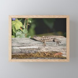 Western Fence Lizard Framed Mini Art Print