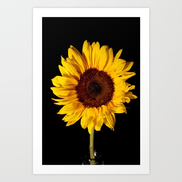 simple sunflower painting
