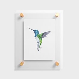 Graceful Tri-Color Hummingbird Floating Acrylic Print