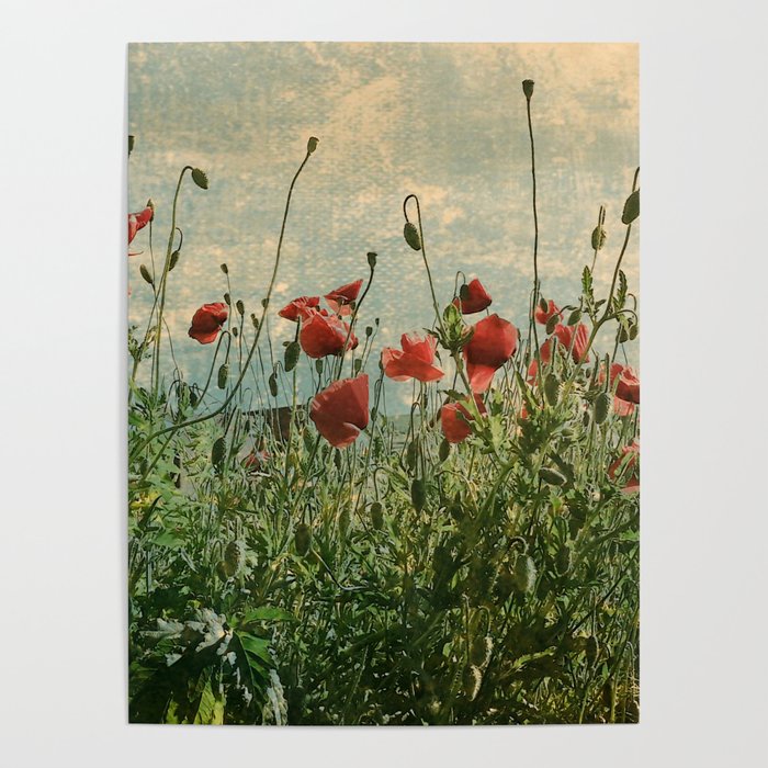 Retro blooming poppy flowers summer field Poster