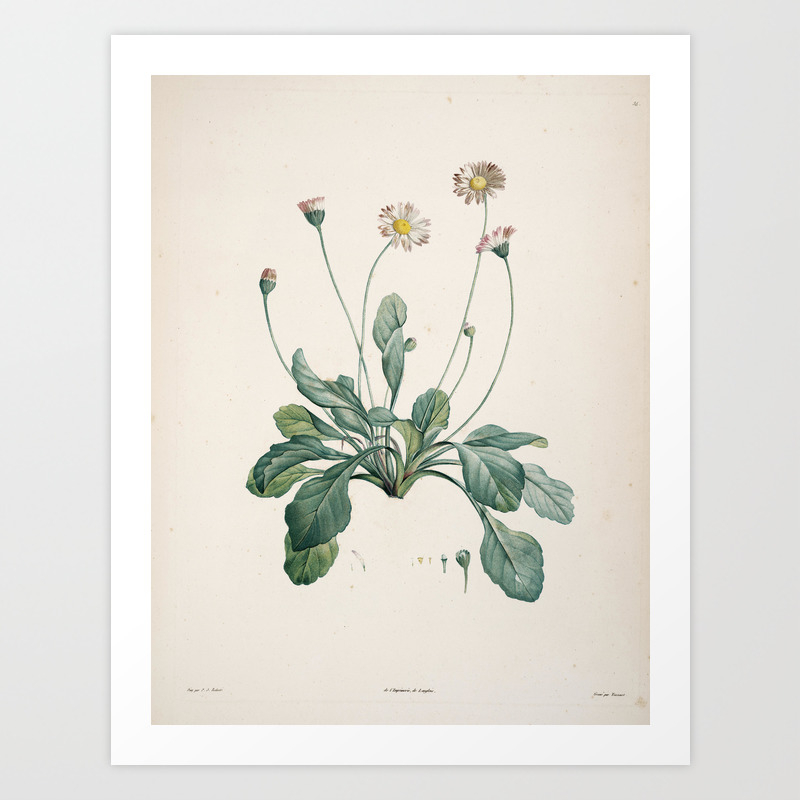Daisy Flower Botanical Illustration Art Print By Froend Society6