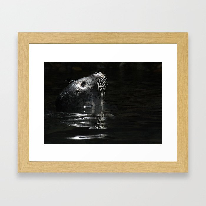 Harbor Seal Framed Art Print