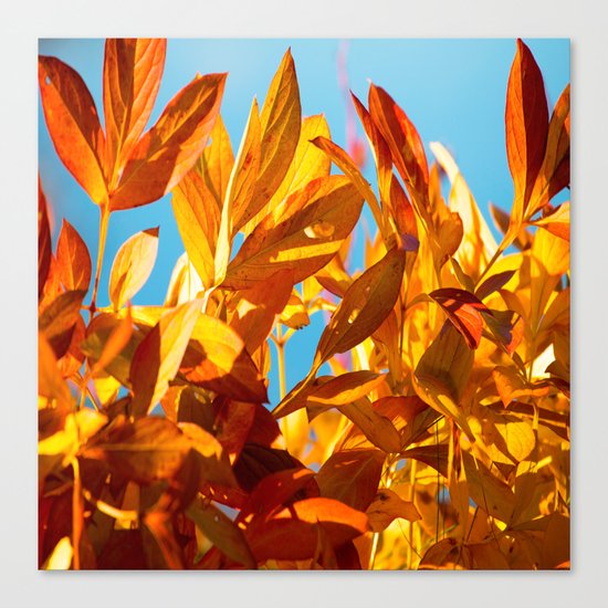 Autumn colors leaves against the blue sky Canvas Print