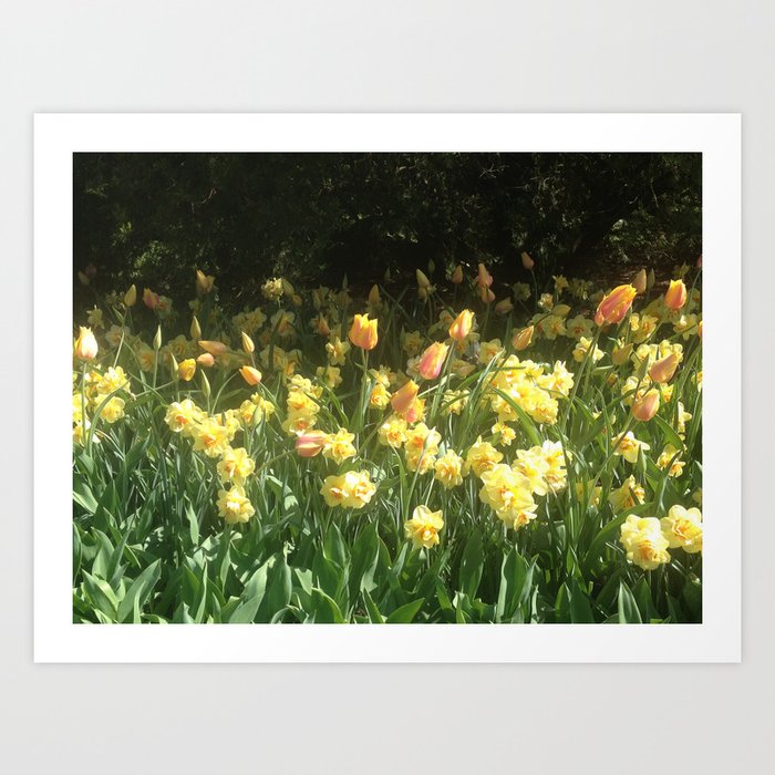 Vanitas Tulips 2 Art Print