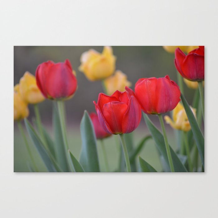 tulips Canvas Print