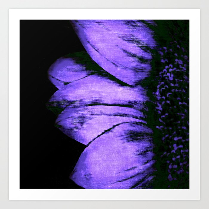 Elegant Twilight Sunflower: Majestic Purple Blooms Amidst Deep Hues Art Print