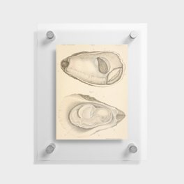 Oyster Anatomy Floating Acrylic Print