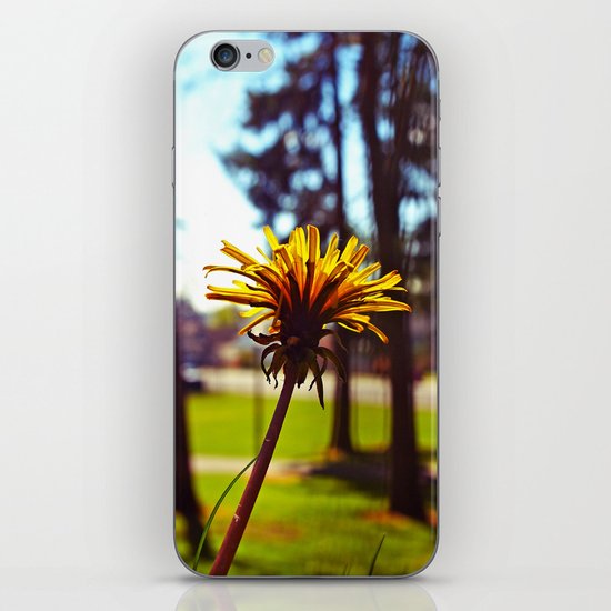 Spring dandelion iPhone & iPod Skin