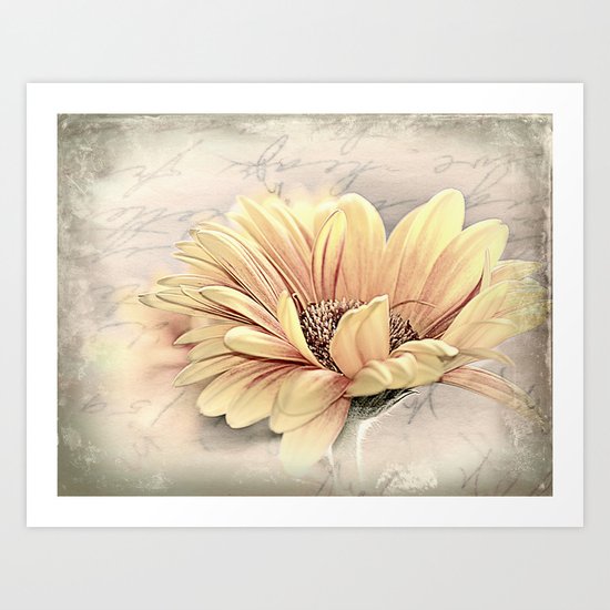 Gerbera Art Print