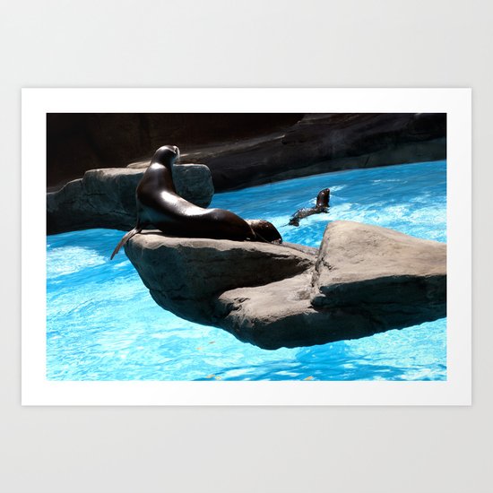 Seals Art Print