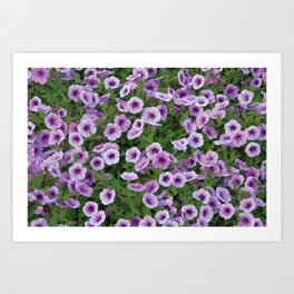 Purple Flower Patch Art Print