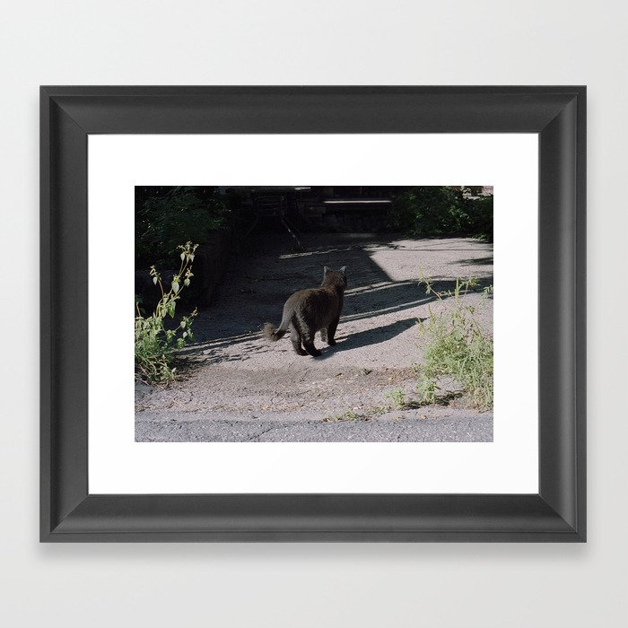 Black Alley Cat in the Sun, Montreal | 35mm Film Photography Framed Art Print