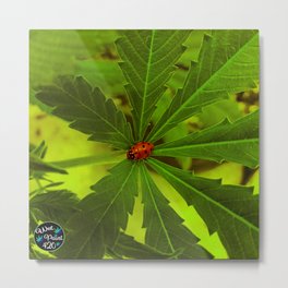 Lone Ladybug in the Cannabis Garden Metal Print | Ganja, Kush, Hemp, Sativa, Indica, Photo, Thc, Weed, Wetpaint420, Marijuana 