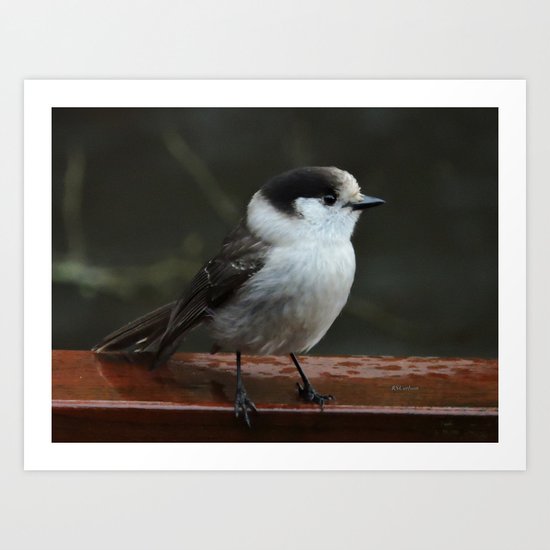 Gray Jay Art Print