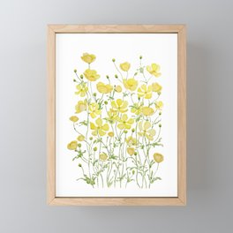 yellow buttercup flowers filed watercolor  Framed Mini Art Print