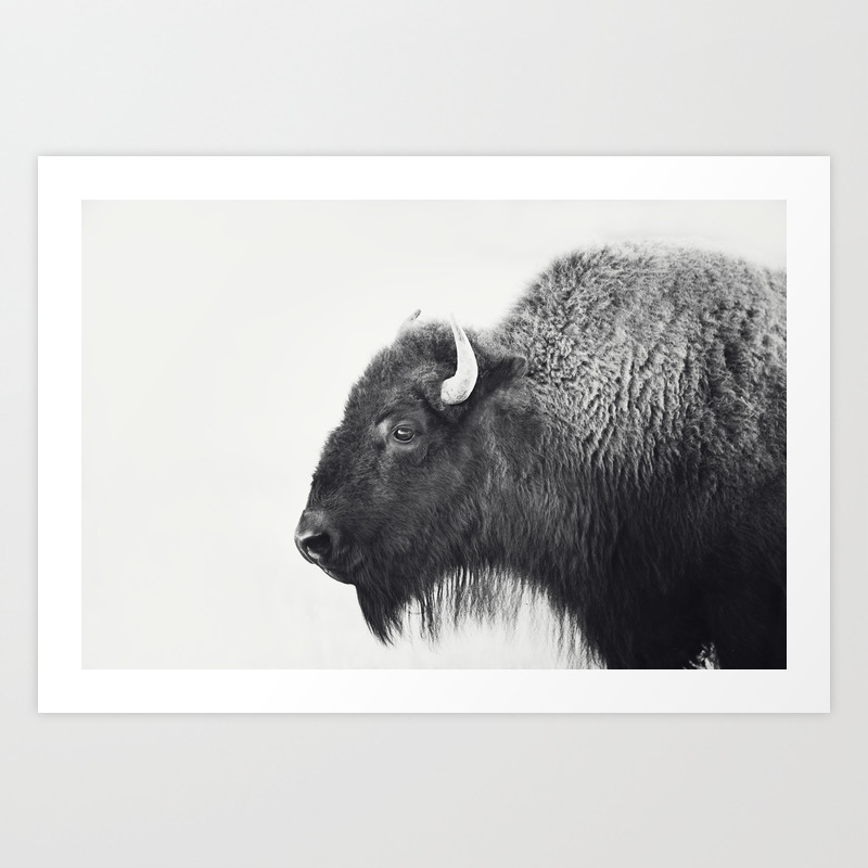 Buffalo Photograph In Black And White Art Print By