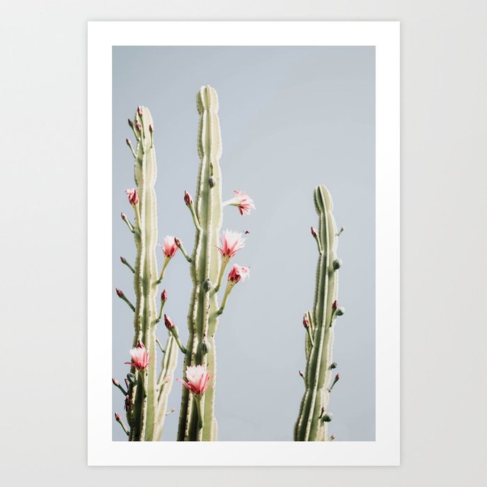 Cereus Cactus Blush Desert Cactus Pink Flowers Travel Nature