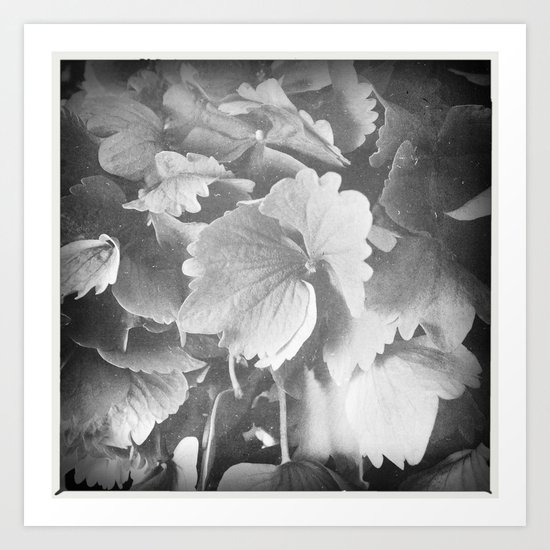 hydrangea Art Print