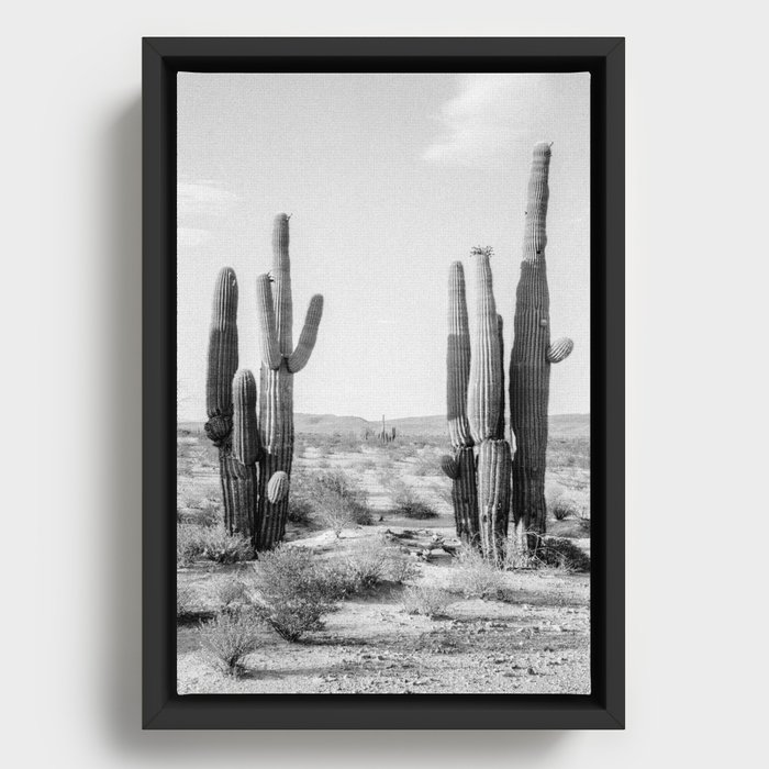 Black and White Saguaros Framed Canvas