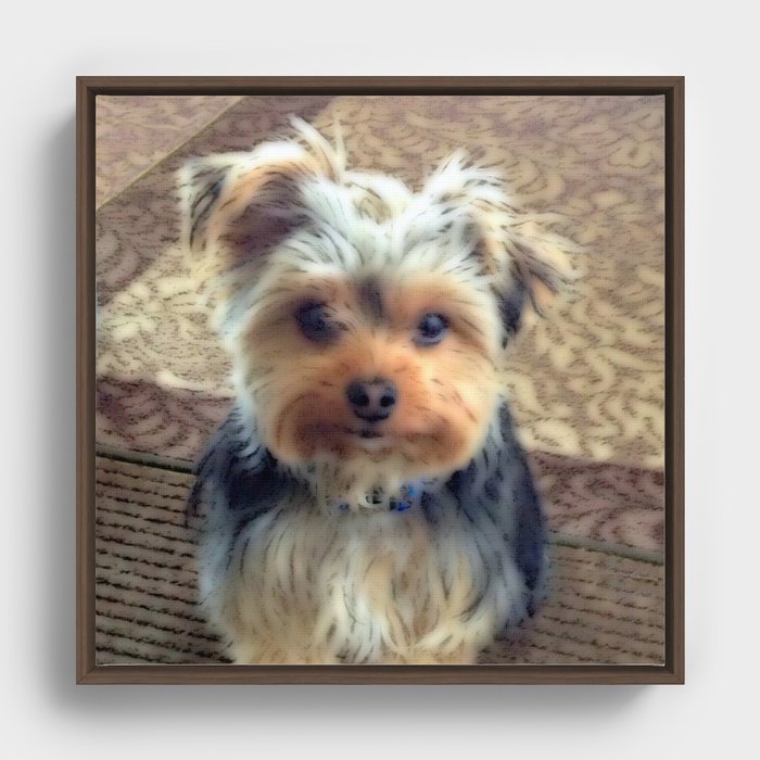 Yorkshire Terrier Dog - Always Thinking of You Framed Canvas