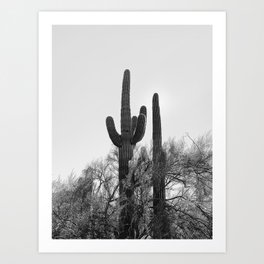 Saguaros Juntos in B/W Art Print