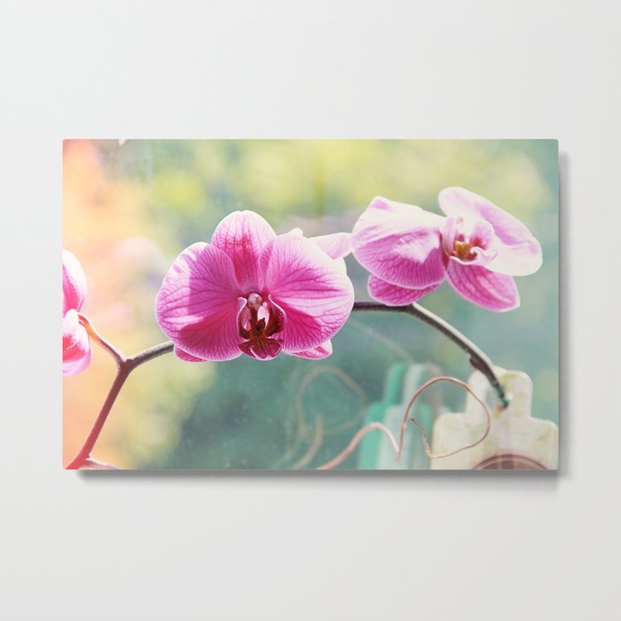 Orchid Metal Print