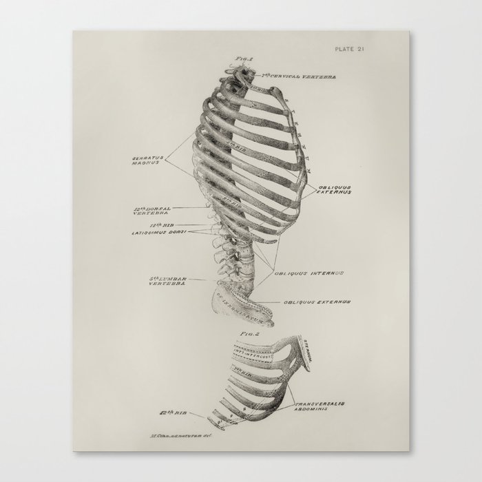 Sideways Skeleton Canvas Print