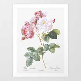 Rosa × damascena, Rosebush (Rosa damascena)  by Pierre-Joseph Redouté Art Print