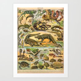 Reptiles Chart Nature Vintage Snake Turtle Alligator Art Print