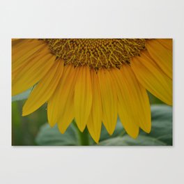 Half sunflower Canvas Print