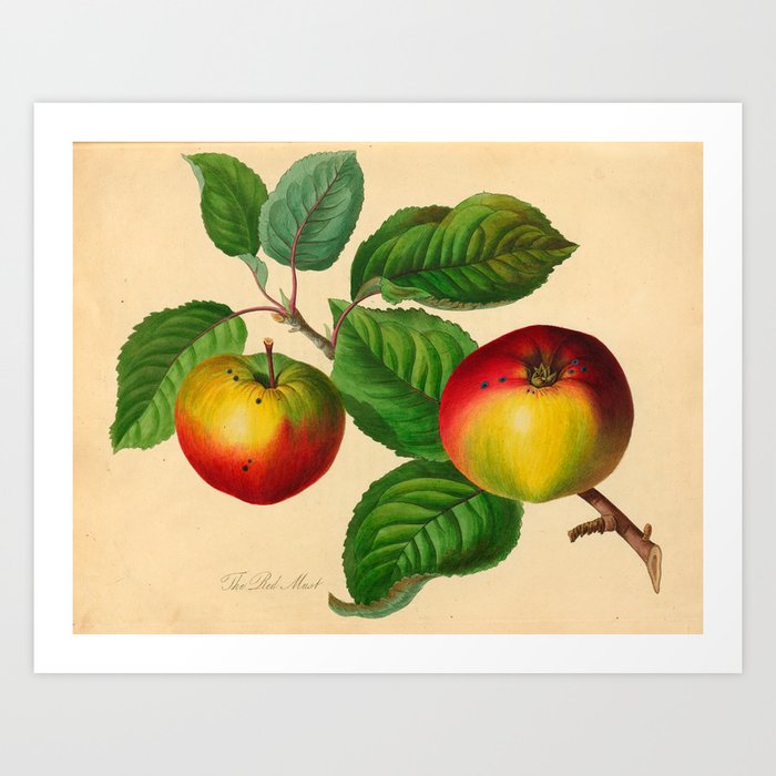 The Red Must Apple (1811) Art Print