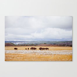 Bison roaming in Yellowstone  Canvas Print