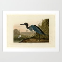 307 Blue Crane or Heron Art Print