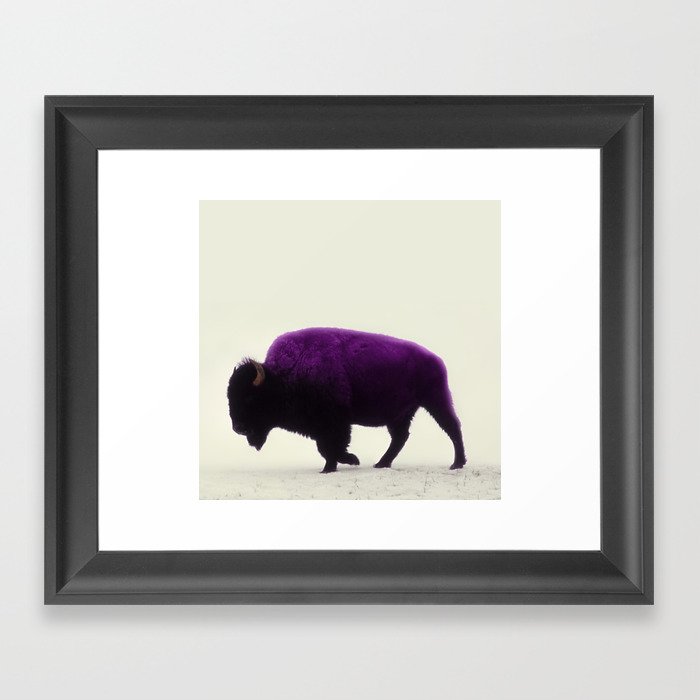 Purple Buffalo Framed Art Print