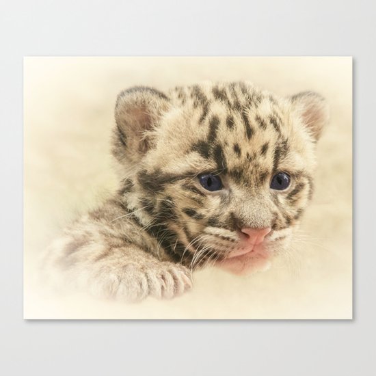 CUTE CLOUDED LEOPARD CUB Canvas Print