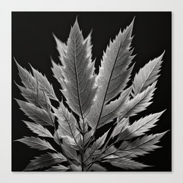 Black and White Minimlist Plant and Leaves  Canvas Print