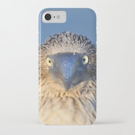 Blue footed booby iPhone Case