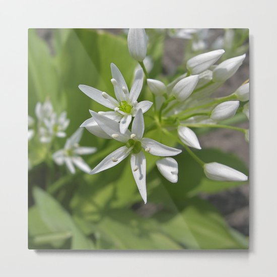 bear´s garlic bloom II Metal Print