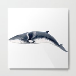 Baby Minke whale Metal Print