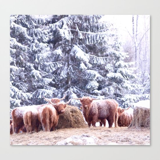 West Highland Cattle Canvas Print